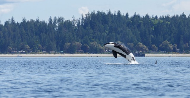 Puget Sound, Washington